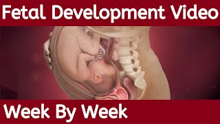 Fetal Development Week by Week  Fetal Development  Stages of Fetal Development [upl. by Rasia456]