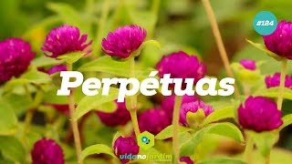 Perpétuas [upl. by Gasper]