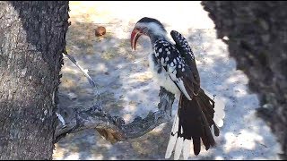 Djuma  Redbilled hornbill call some display and grooming [upl. by Rebma]