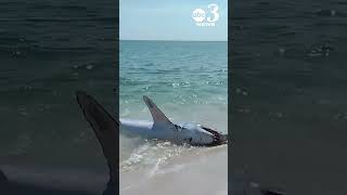 HUGE shark washes ashore on Pensacola Beach beachgoers help it back into the Gulf [upl. by Ennazus]