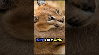 You Won’t Believe What This Caracal Can Do 😱  Fascinating Facts About the Desert Lynx [upl. by Renraw]