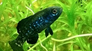 Everglades Pygmy Sunfish Elassoma evergladei for sale at Tyne Valley Aquatics [upl. by Rawlinson]