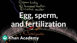 Egg sperm and fertilization  Behavior  MCAT  Khan Academy [upl. by Aikkan]