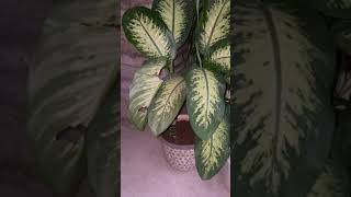 My Beautiful Home Garden Dieffenbachia seguine plant viralvideo plantsnature homedecorshorts [upl. by Ecyal988]