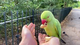 The Wild Parakeets Ringneck of Hyde Park in London UK [upl. by Kemme]