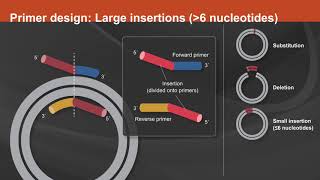 Overview of the Q5® SiteDirected Mutagenesis Kit [upl. by Dawna21]