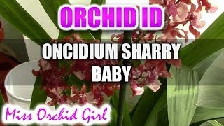 Oncidium Sharry Baby Sweet Fragrance  Chocolate fragrance everywhere [upl. by Roselyn]