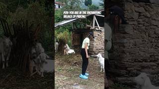 Pabong Village shorts shortsvideo ytshort shortsviral viralvideoshortsyoutube kalimpong [upl. by Ane]