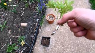 Delphinium Cuttings [upl. by Brennan]