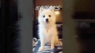 Japanese Spitz  4 Weeks Old Puppy to 1 Year Adult Dog Transformation [upl. by Bust]