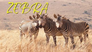 Zebra sounds and noises zebra barking [upl. by Nylzzaj609]