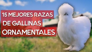 Las 15 mejores razas de gallinas ornamentales del mundo 🐔 [upl. by Winston746]