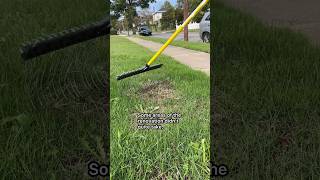 Fixing Some Lawn Renovation Issues shorts lawn [upl. by Sawyer]