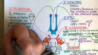 Cranial Nerves Part 1 [upl. by Plate]