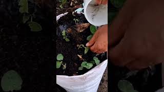 how to grow okra at home uk cold climate effect okera growth growing okra [upl. by Aube140]