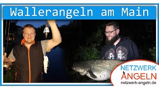 Erfolgreiches Wallerangeln am Fluss Main mit Tauwurm und Calamari [upl. by Nesnej580]