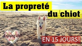 APPRENDRE LA PROPRETÉ A SON CHIOT  EN 15 JOURS  Mon histoire ✿ Enjoying Life [upl. by Baten]