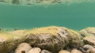 hike Kalamalka Lake  Oyama BC Canada underwater views nature relaxing calming meditative [upl. by Zarihs]