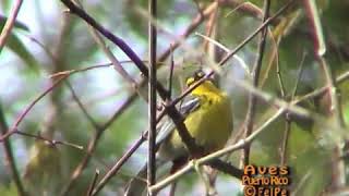 Reinita Mariposera Adelaides Warbler Setophaga adelaidae se acicala [upl. by Latia]