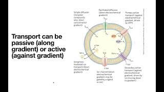 Quick overview of types of membrane transport [upl. by Hume]