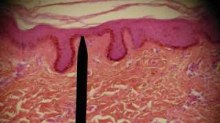 EPITHELIAL TISSUES HISTOLOGY ANATOMY Skin Intestine Professor Fink [upl. by Akimrehs]