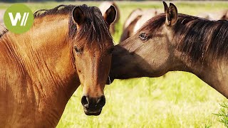 Pferde  Die schnellsten und teuersten Pferde der Welt Tierdokumentation in HD [upl. by Ainirtac]