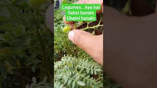 ytshort viral 10thscience biology legumes pods leguminousplants kdsir [upl. by Abrams907]