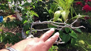 Growing RANGOON CREEPER Quisqualis IndicaCombretum Indicum Update [upl. by Elegna]