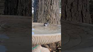 Adorable Chickadee Taking a Bath birds birdwatch nature bird birdwatching birdlife cutebirds [upl. by Atidnan]