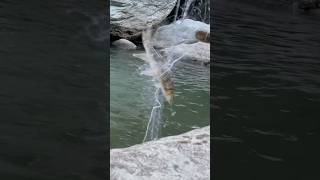 Amazing Gill Net Fishing in Forest River viralvideo shortvideo gill fishing [upl. by Idram486]