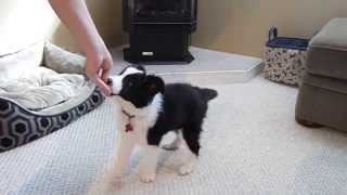 Very Smart Border Collie Puppy Tricks [upl. by Anwahsad]