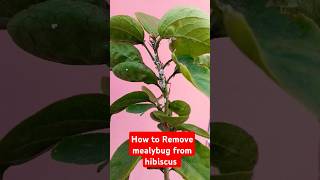 How to Remove mealybug from Hibiscusmealybug treatment hibiscus mealybug shorts garden plant [upl. by Laersi343]