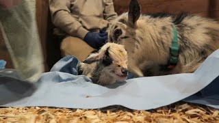 Two Goat Births in the Same Day Nigerian Dwarf Goat Birth [upl. by Aurelia]