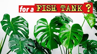 How to grow MONSTERA in your Fish Tank Riparium Plant Profile [upl. by Ellener]