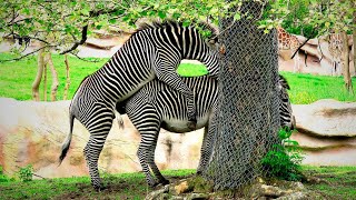 ZEBRA MATING A phenomenon thats going viral on YouTube [upl. by Jat]