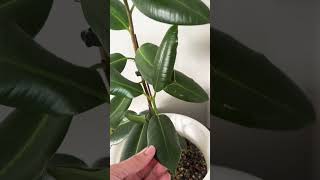 Rubber Plant Burgundy indoor plantshortvideo youtubeshorts plants [upl. by Nnayrrehs196]