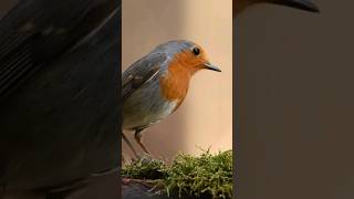 Você alimenta os Pássaros do seu Jardim natureza [upl. by Cleveland]