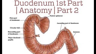 Duodenum 1st Part  Anatomy  Part 2 [upl. by Ursuline]