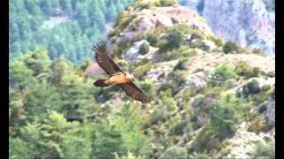 Birding In Spain  Lammergeier in flight [upl. by Milty]