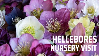 Visiting a hellebore nursery full tour The most gorgeous hellebore flowers [upl. by Colan378]