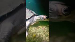 Turtle aquarium aquarium PetsHome [upl. by Dugas]