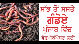 Earthworms For Sale In Punjab Earthworms Kechua Vermicompost Vermicompost Punjab Organic [upl. by Aristotle]