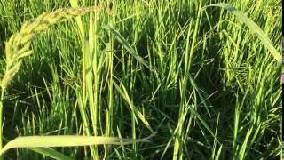 Australasian Bittern nest in a rice field near Murrami NSW [upl. by Ainot642]