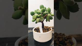 Cotyledon Tomentosa cactus bonsai crassula suculentas [upl. by Atirat]