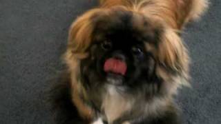 Pekingese BarkingGrowling For Her Toy [upl. by Adnalohs]