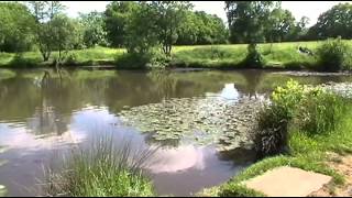 CROOKED WILLOWS FARM LAKE HOLT HEATH DORSET [upl. by Roselani]