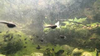 Toad Tadpoles Underwater [upl. by Lamrouex]