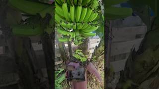 3 Manejos Para Ter Cacho de Banana Gigantes [upl. by Sukram]