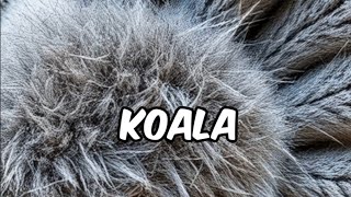 Did You know Fingerprints Of Koala Is Similar To Humans shorts funfacts short funfact [upl. by Nordgren]