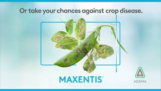 Maxentis Video Pick a Side  Peas [upl. by Glanti]